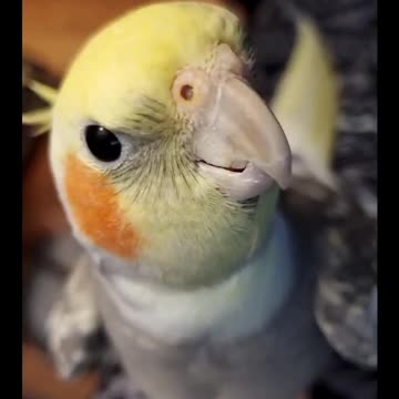 Adorable bird whistles his favorite song