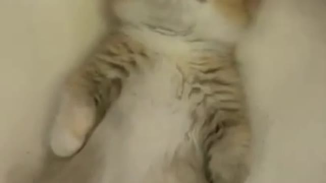 Funniest Cat Videos That Will Make You Laugh - Funny Cats and Dogs Videos