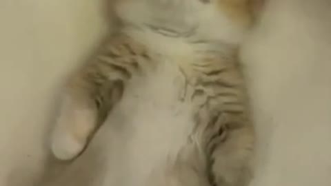 Funniest Cat Videos That Will Make You Laugh - Funny Cats and Dogs Videos