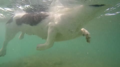 Dog enjoying swimming