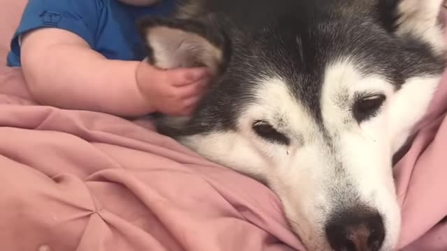 Cute dog and baby