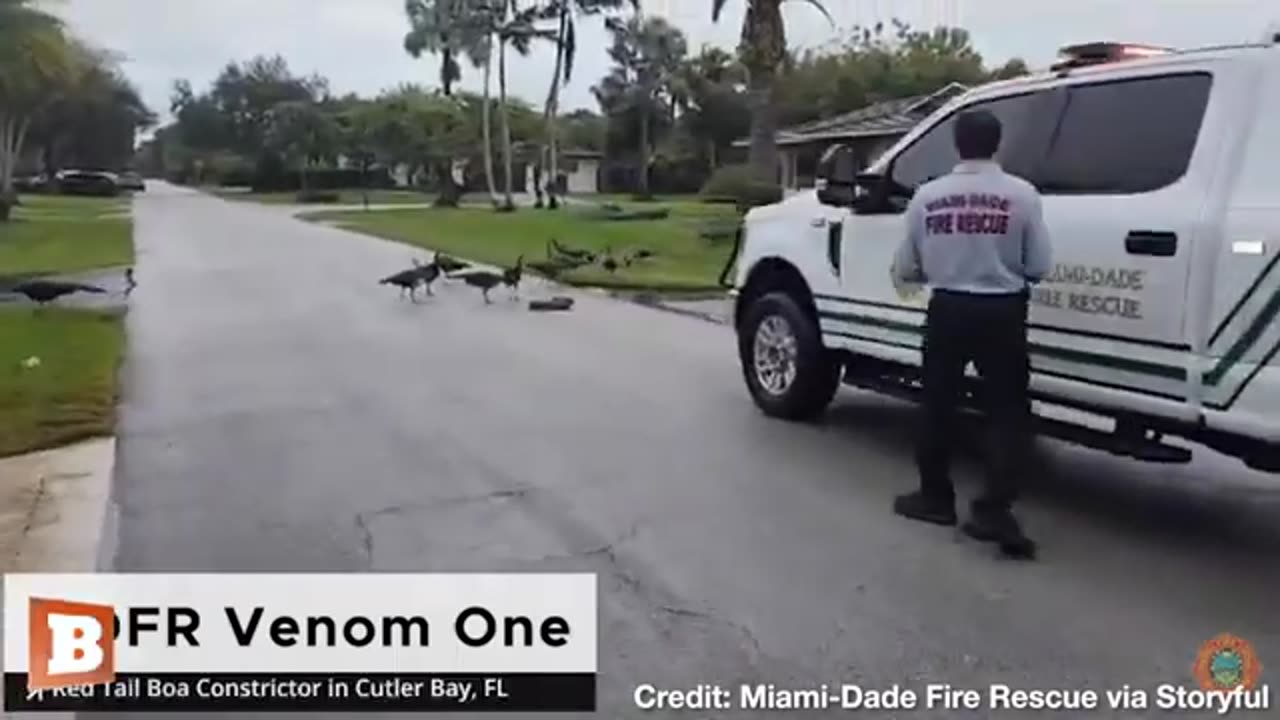 8-Foot Boa Constrictor Stalking Peacocks Removed from Neighborhood