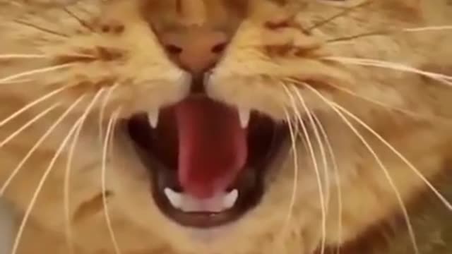 snake versus cat funny video #Shorts #SNAKEVIDEO2021 #NEWVIDEO2021 #SHORTS2021 #SHORT