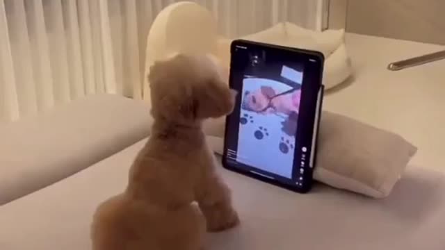 funny dog videos