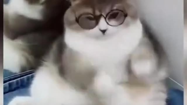 Cat Google's