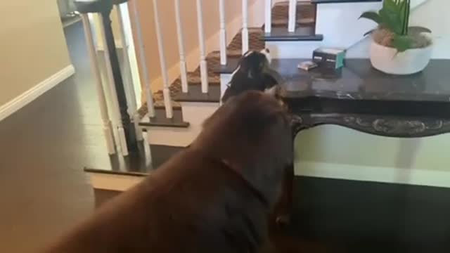 Newfoundland & Cavalier adorably compete for treats👏🏽