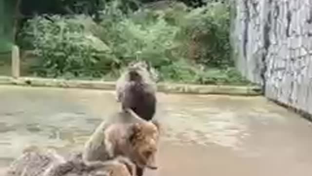 Funny Bear video