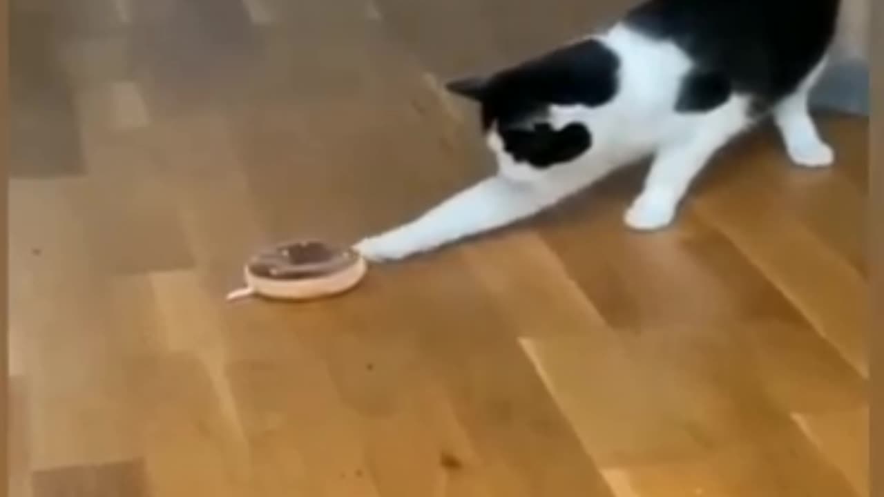 Cat's funny video - Kids Funny video - New Funny video
