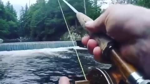 This is a beautiful and charming water-dwelling species