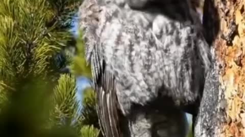 Beautiful owl's feats