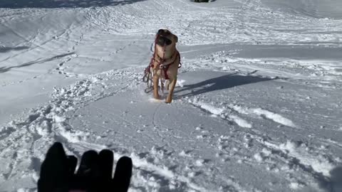 My backcountry assistant (retrieving items, identifying loose snow by sound, scent work)