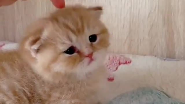 OMG So Cute ♡ Cat Compilation