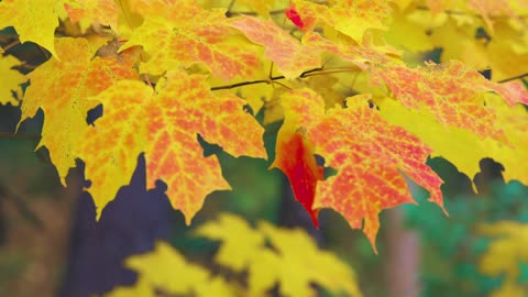 Yellow and red autumn leaves swaying like a dancer