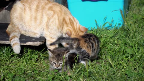 Adorable Kittens And Mother Cat In 4k