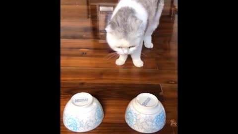 Funniest Animals -Best Of The 2021funny Animal Video #6