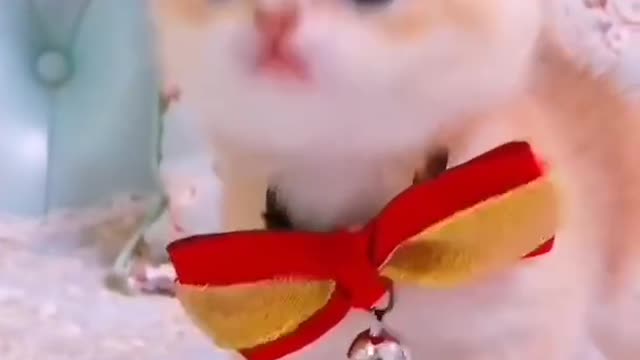 Cute cats and kittens video / cute cats funny video #short