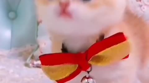 Cute cats and kittens video / cute cats funny video #short