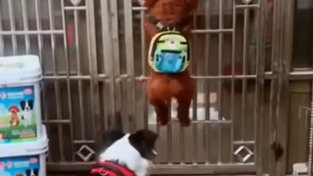 Funny dog video