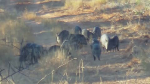 South Texas Chaparral WMA Javelina hunt * caution impact shots !! *