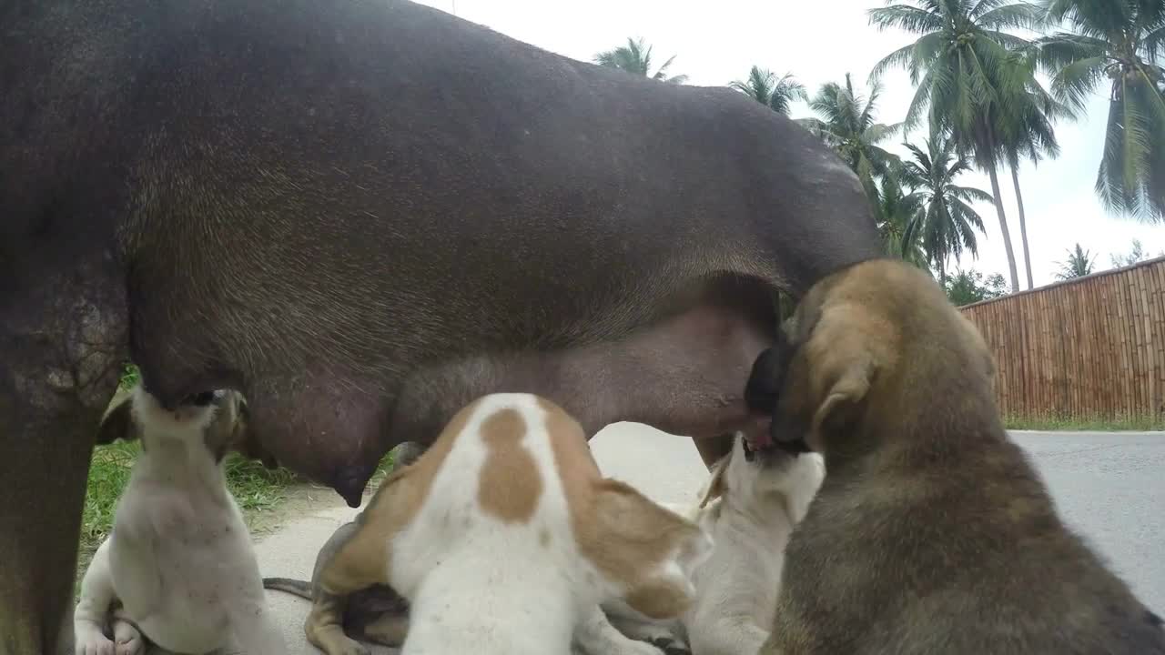 Mongrel Cute Puppies Feeding From Dog Mother on Street