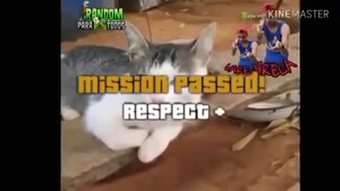 ESTE GATO FINGE SU MUERTE