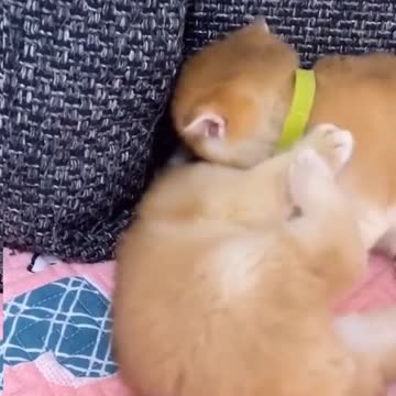 Guess What These Two Cats Are Doing