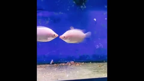 Have you ever seen kissing fish