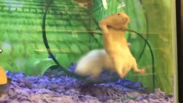 Funny Rats Fails