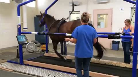 UC Davis Tour Treadmil. Training Horse