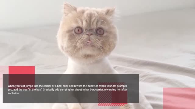 how to train your cat to do 7 tricks | Simple Hacks