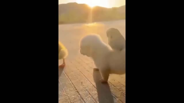 Puppy playing with ducklings