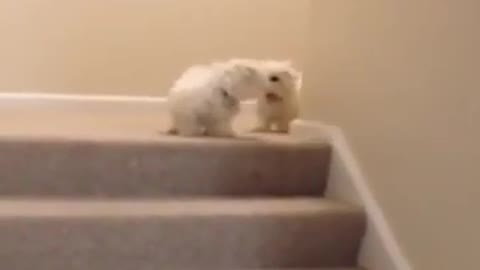 Funny Moment a dog been kicked down the stairs