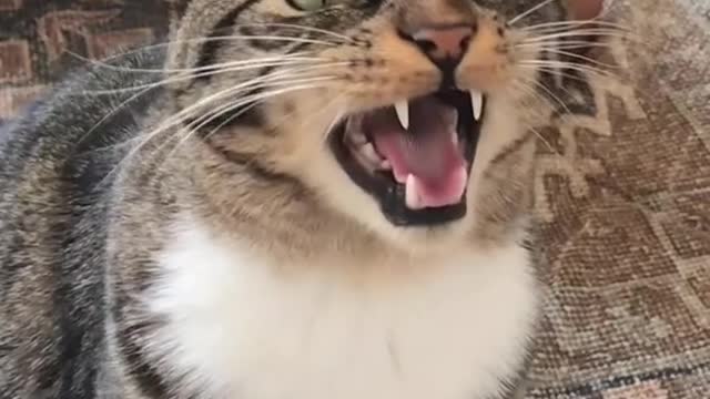 Warming up my voice to meow at my mom for breakfast like: