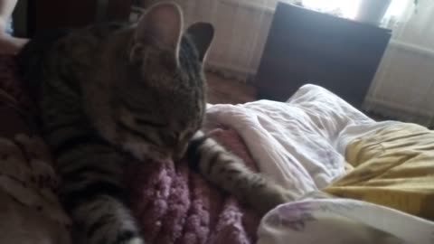 Cat sucks blanket