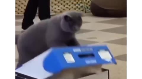 Funny and Cute Cats Videos #406