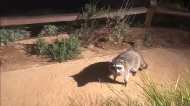 The Raccoons Pose!!! 😂😂😭 #VishusTv 📺