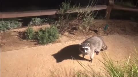 The Raccoons Pose!!! 😂😂😭 #VishusTv 📺