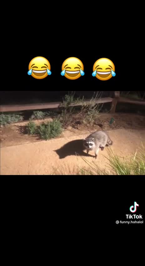 The Raccoons Pose!!! 😂😂😭 #VishusTv 📺