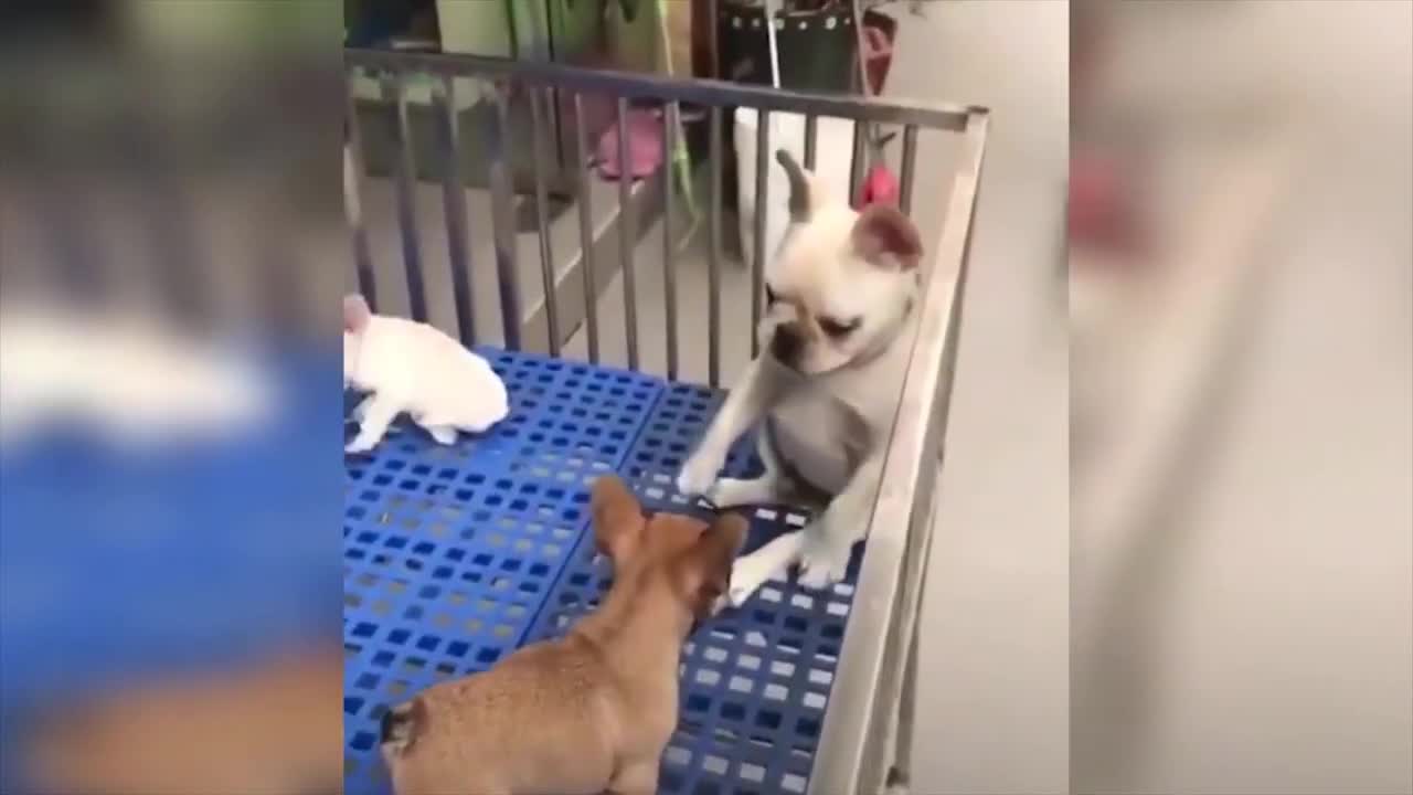 BABY DOGS VIDEO FUNNY COMPILATION