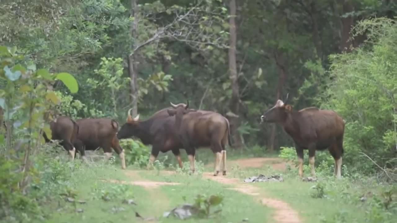 the bison group is looking for food