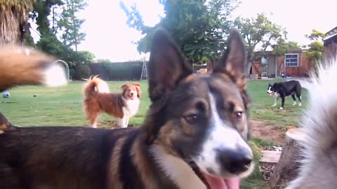 Dogs playing outside videos