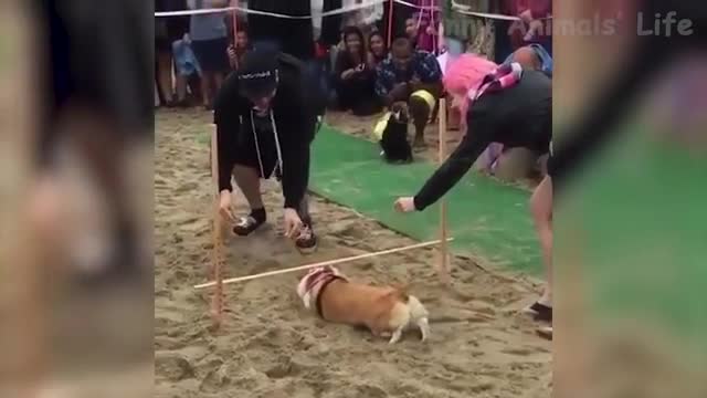 Cute Dogs and Cats That Will Make You Laughπππ ε―ζηηεθ²