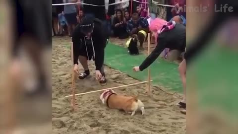 Cute Dogs and Cats That Will Make You Laugh😂😆😆 可愛的狗和貓
