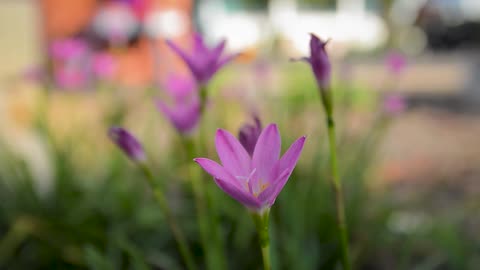 Purple leaves