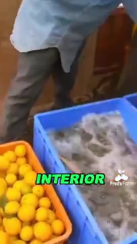 Why you shouldnt eat out of season fruits.mp4