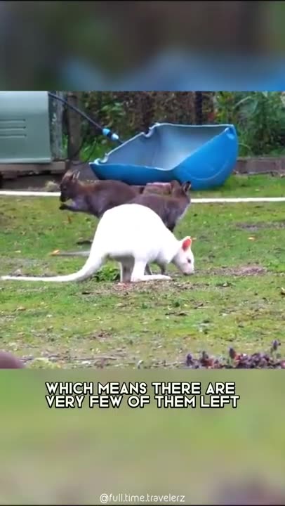 Albino Kangaroo 🦘 One Of The Albino Animals You Have Never Seen #shorts #kangaroo #albinokangaroo
