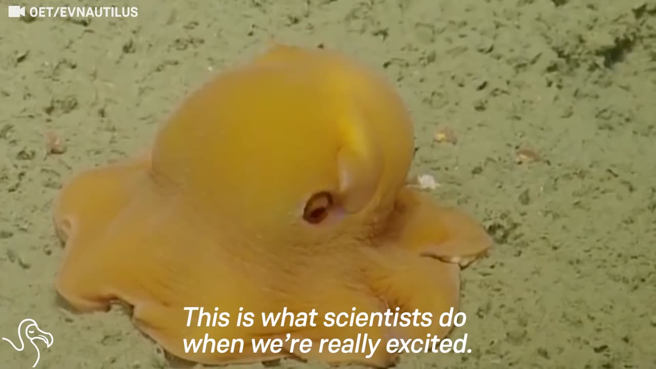 Shy Little Octopus Has Scientist Flipping Out | The Dodo