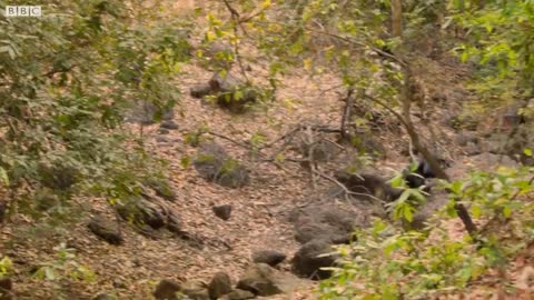Chaos Erupts in Chimpanzee Tribe | Dynasties | BBC Earth