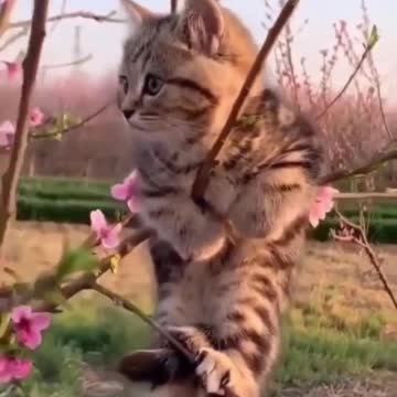 Cute Kitten hanging from a tree branch