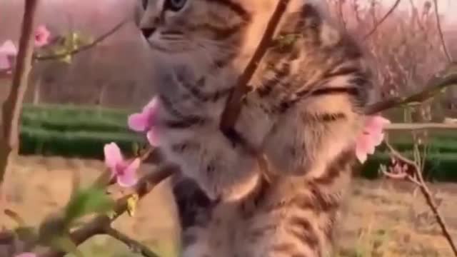 Cute Kitten hanging from a tree branch